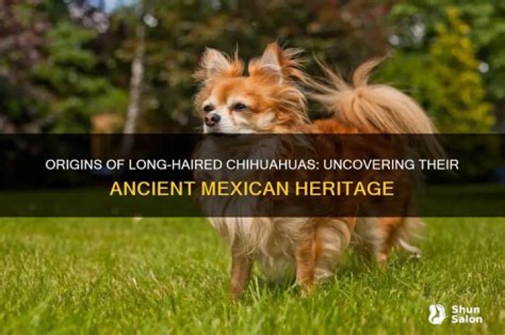 Are chihuahuas from mexico