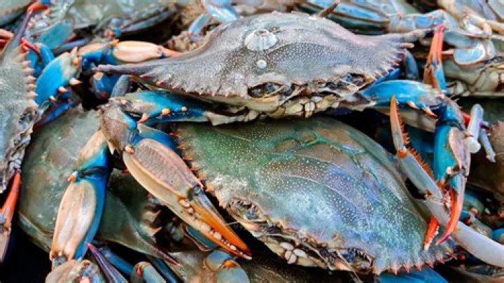How does a blue crab reproduce