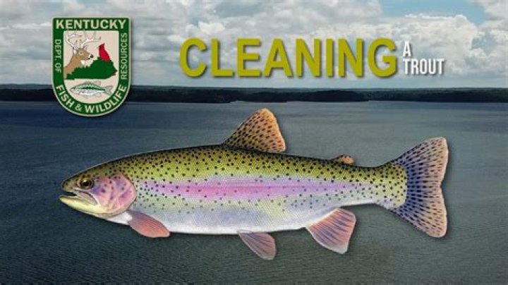 How to clean rainbow trout