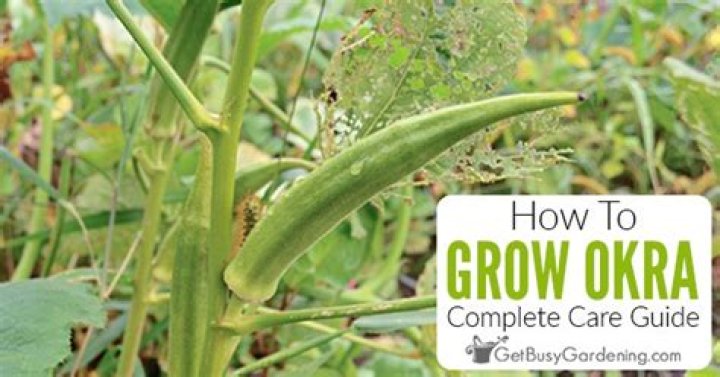 How to grow okra in zimbabwe