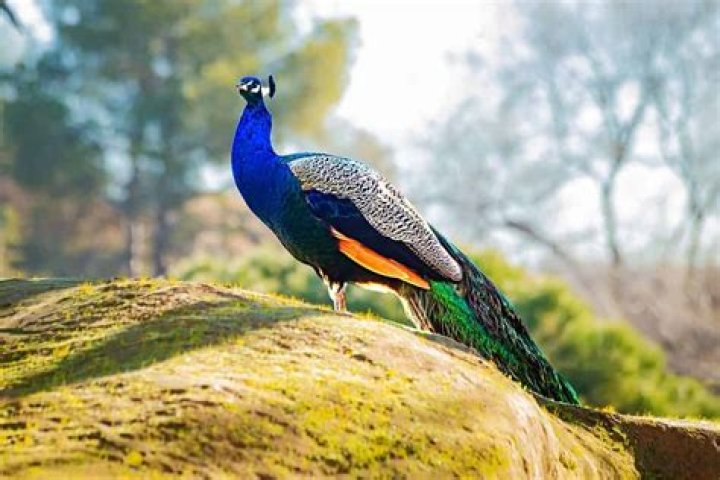 What Is Leaving Peacock In April 2023?