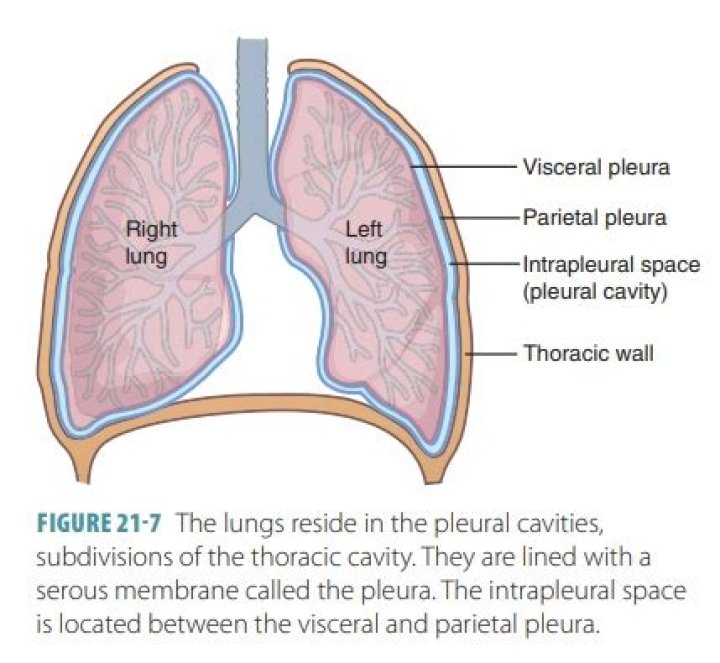 What is the significance of the two membranes which surround the lungs