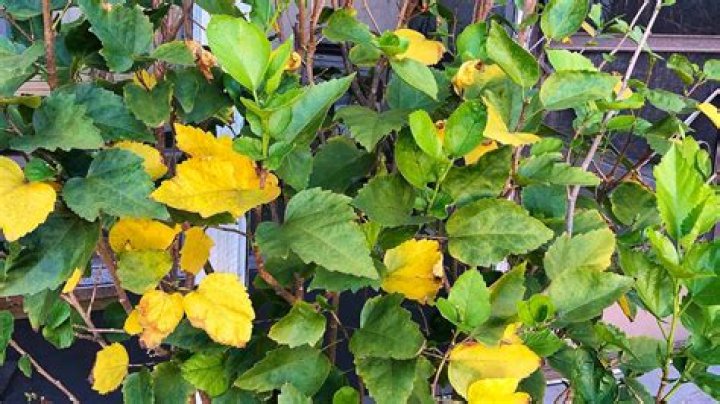 Why are daphne leaves turning yellow